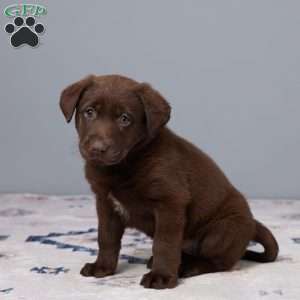 Pansy, Chocolate Labrador Retriever Puppy